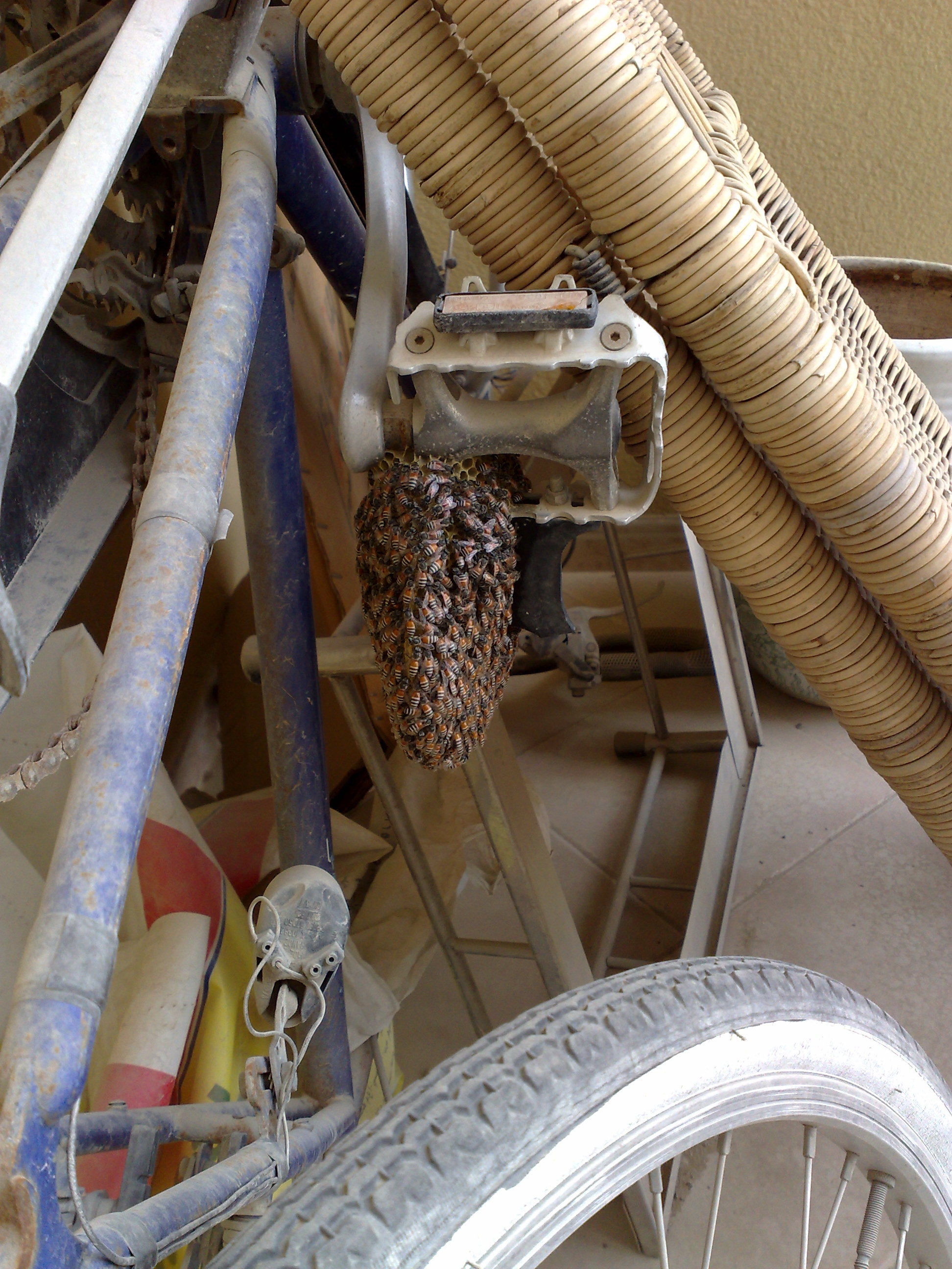 عَسْل دُبَيِ